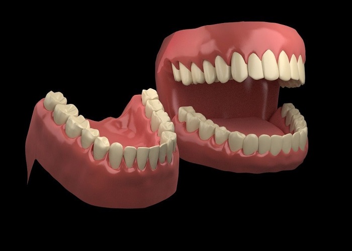 انواع دندان انسان